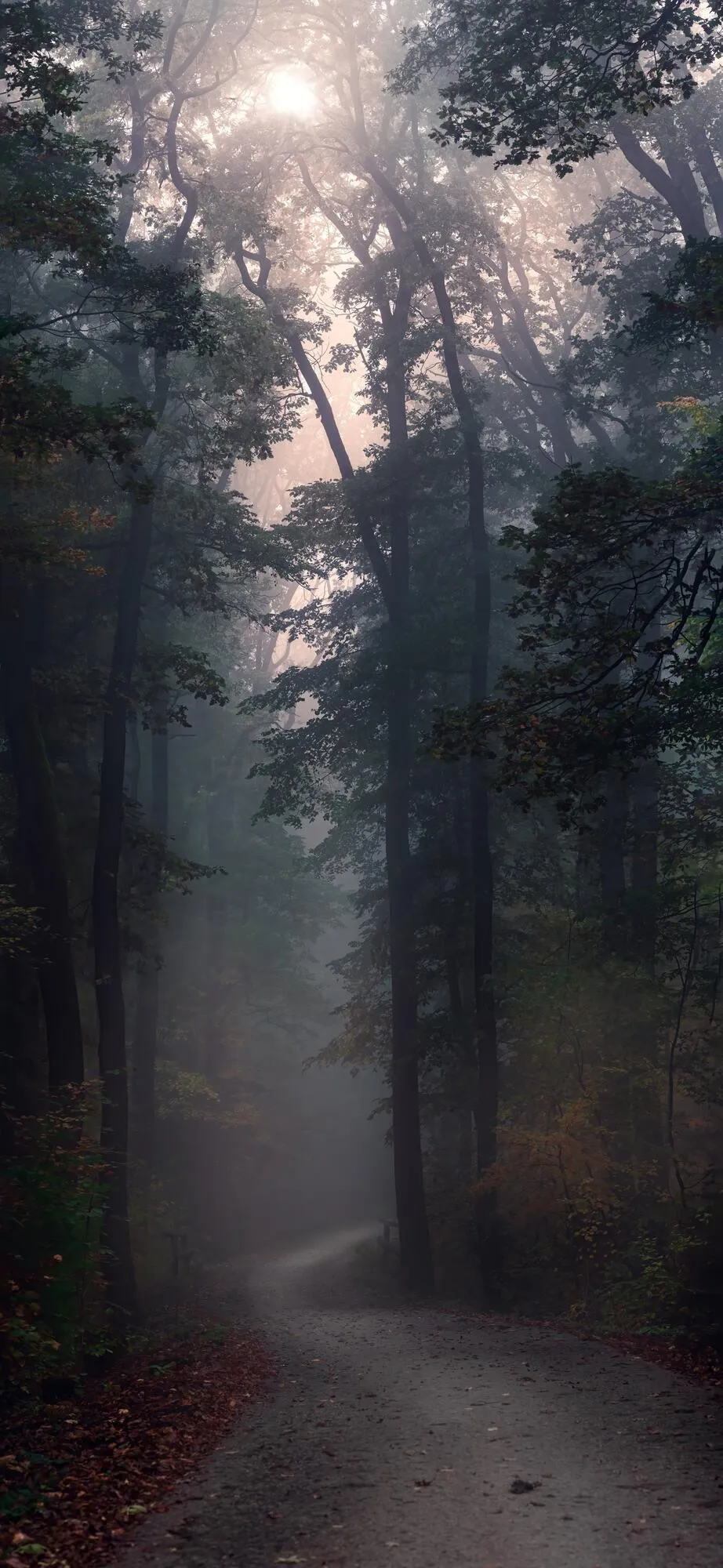 Misty path leading deep into the forest