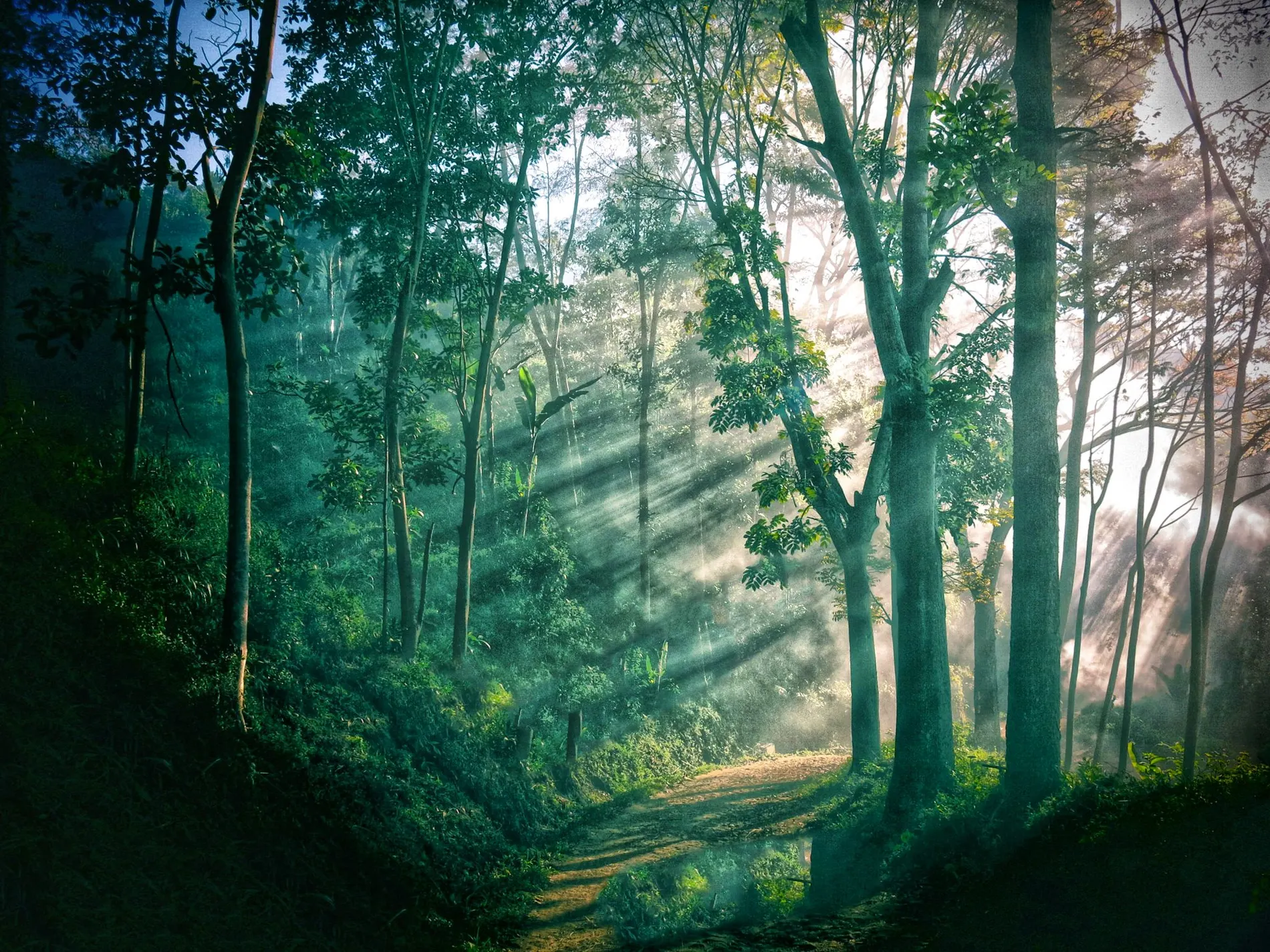 Equatorial forest of Central Africa, a stream and light filtered through the canopy