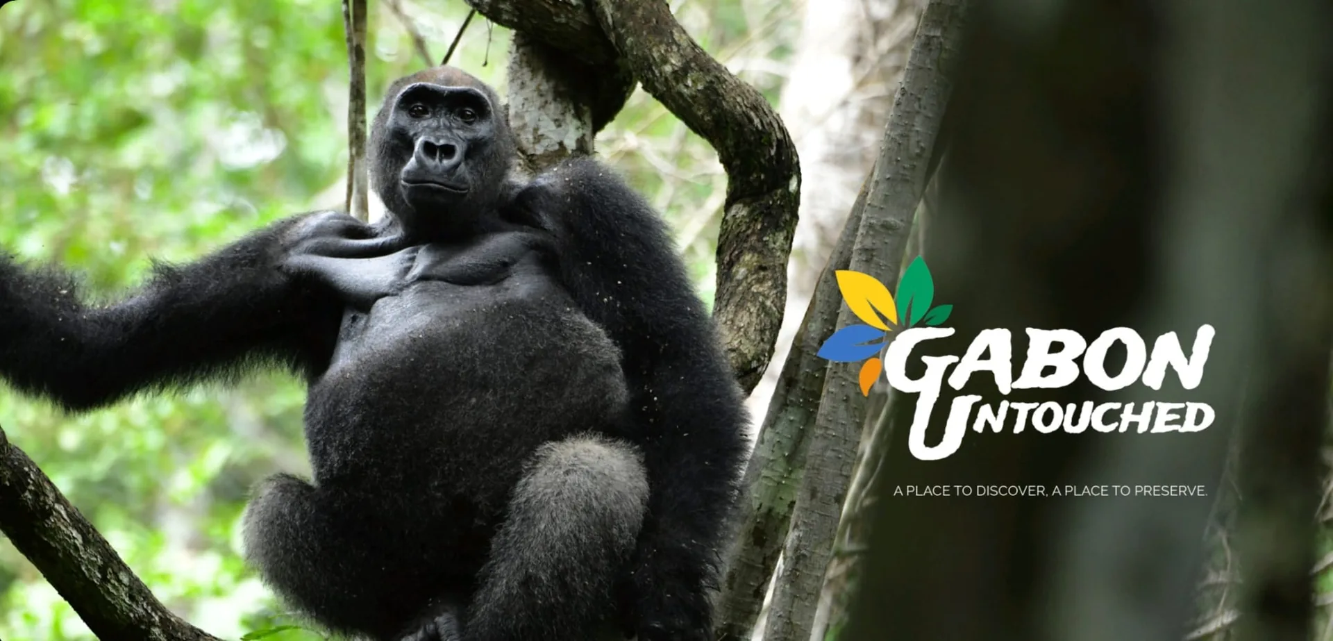 Gorille des plaines de l'Ouest dans la forêt gabonaise, marque Gabon Untouched