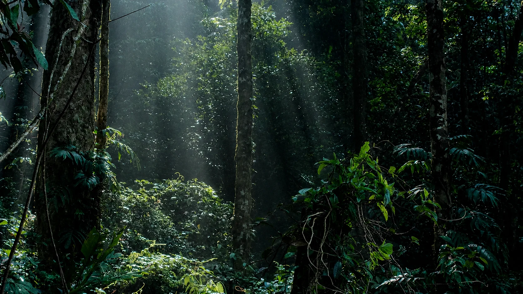 Gabonese equatorial forest, the heritage of Ebando